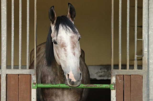 How to Keep Your Horse Happy on Box Rest