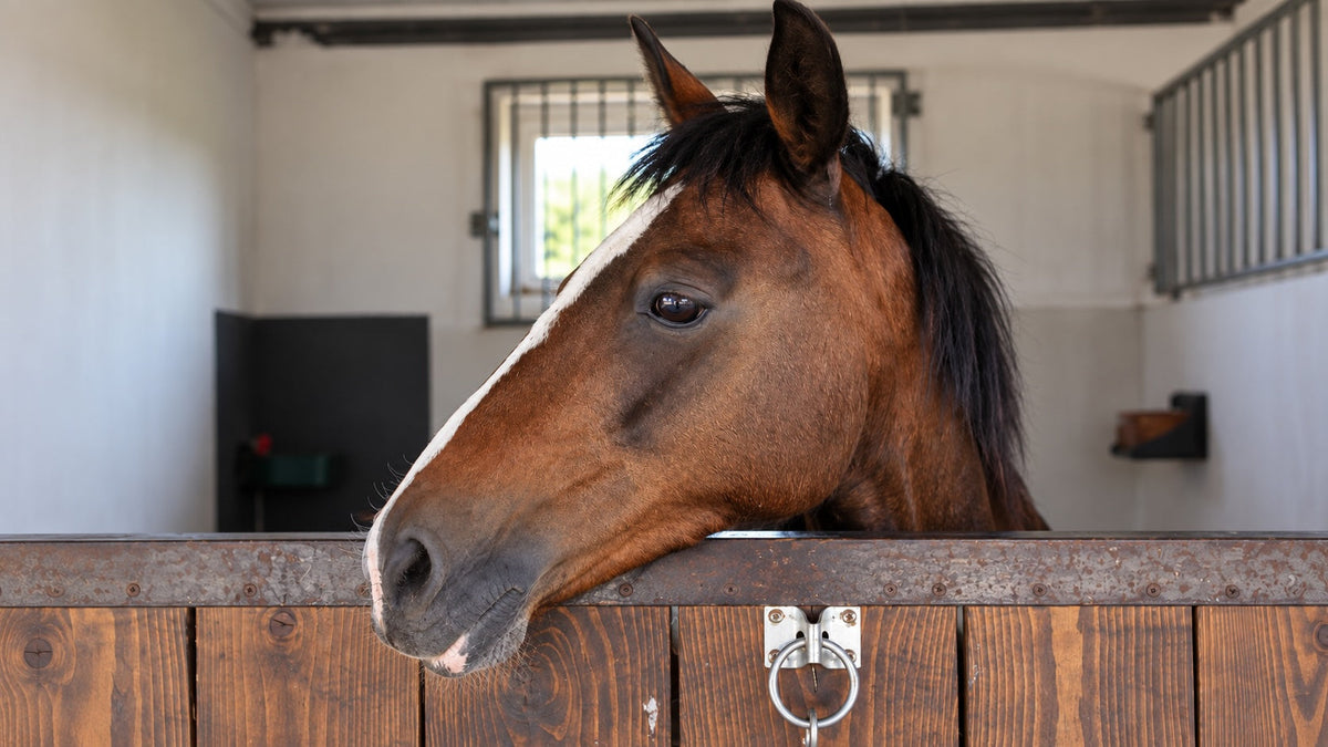 Why You Shouldn't Stable Your Horse