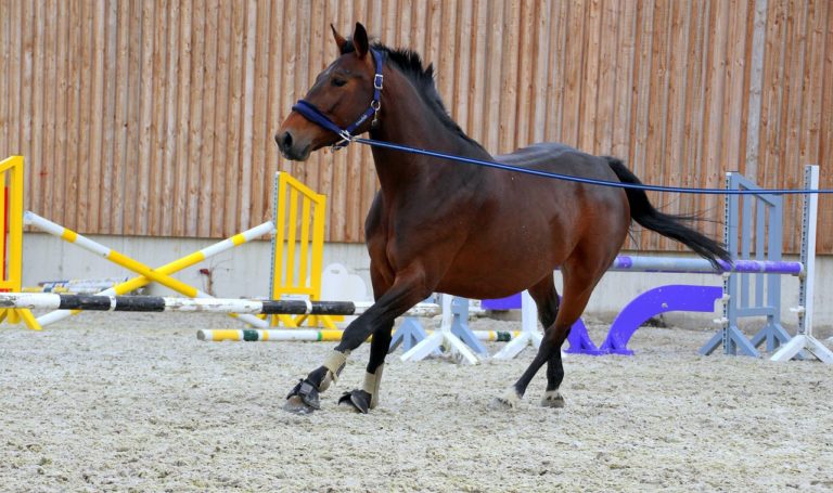 How Horses Learn Effectively: A Research Comparison
