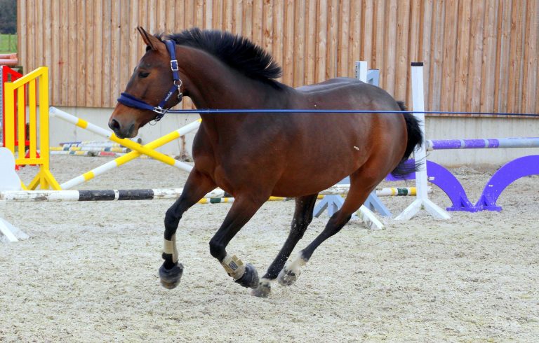How to Lunge a Green Horse