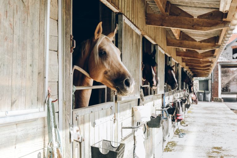 Boarding Your Horse: An Essential First Guide