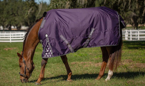 Seasonal Care Essentials: Must-Have Apparel for Horses in Winter