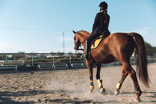 Tips to Help Your Horse Cool Down After Exercise