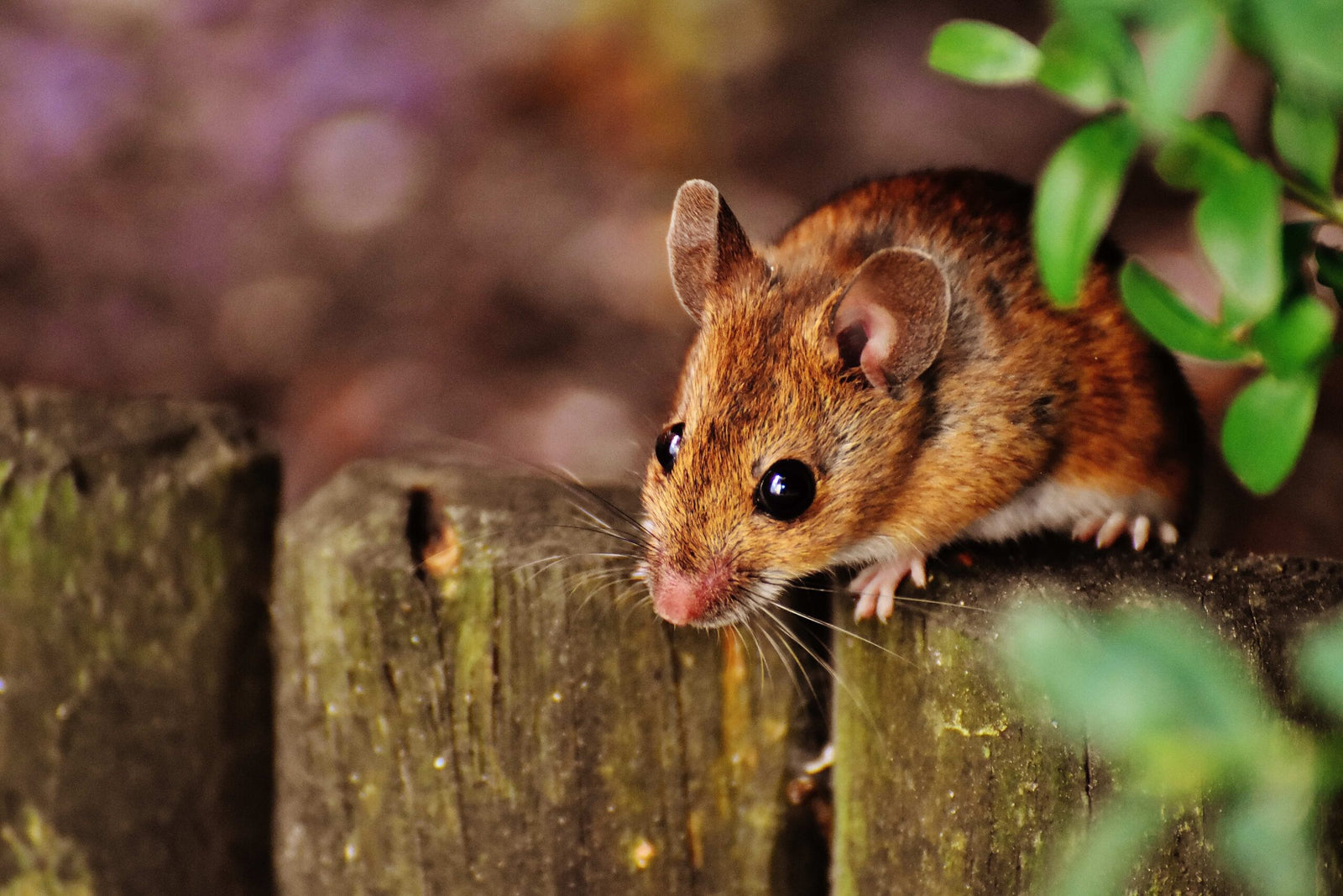 How to Keep Mice Out of the Barn