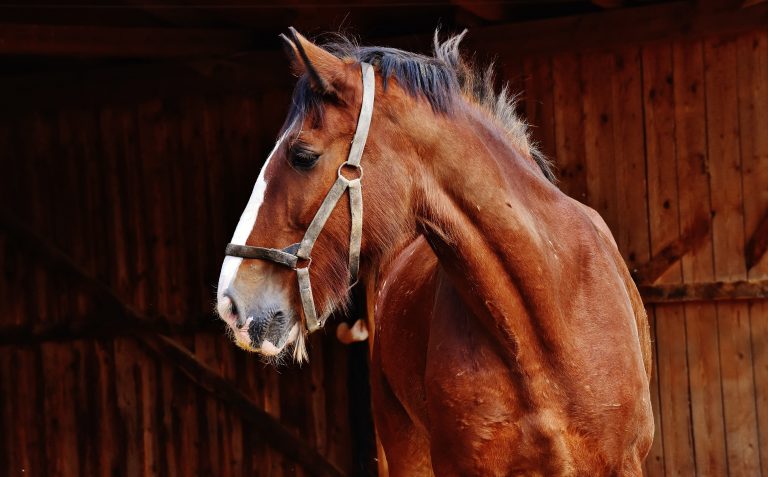 How to Get Rid of Your Horse's Long, Stubborn Winter Coat