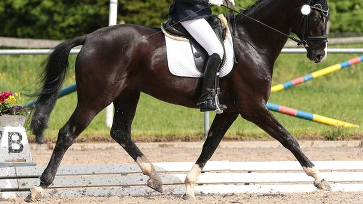 3 Exercises to Boost Your Medium Trot