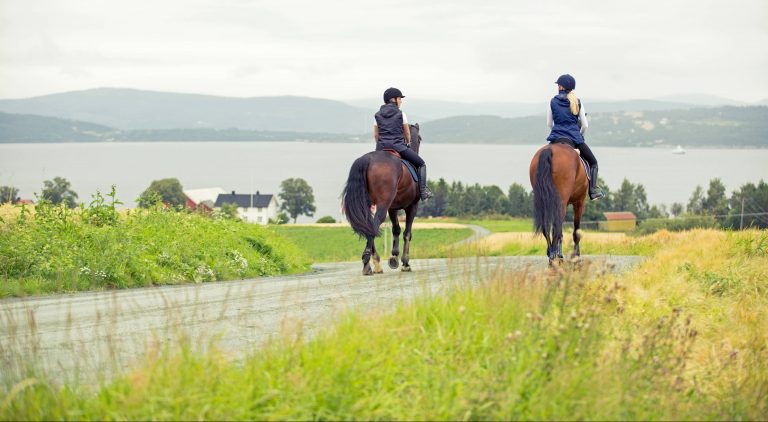 Safe on the Trail: Leg Protection for Trail Riding with Horses