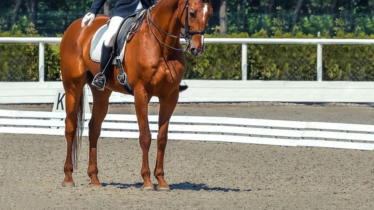How To Ride a Perfectly Straight & Square Halt