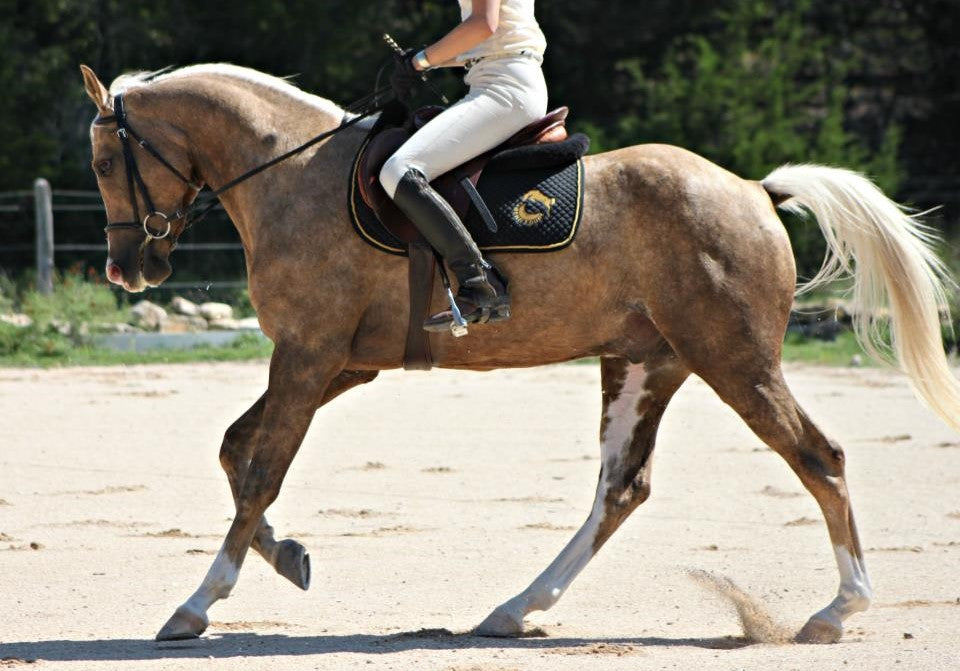 How to Ride the Counter Canter Successfully