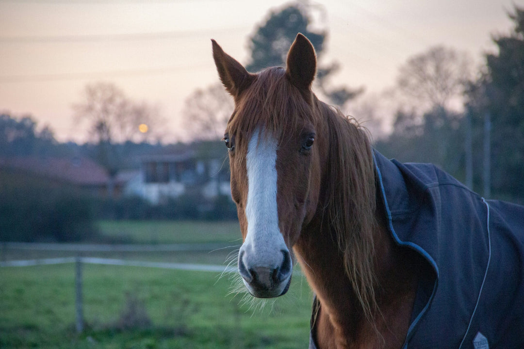 Winter Care Essentials: A Blanketing Guide for Horses