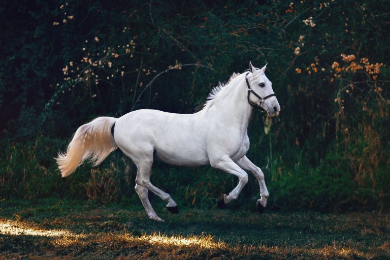 How to Use the Canter to Loosen Up Your Horse