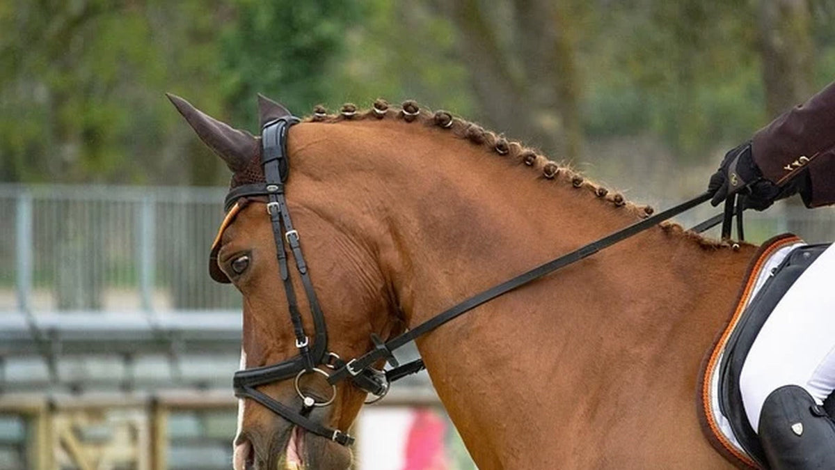 Spring Cleaning: How to Prepare for Horse Show Season (5 Tips)