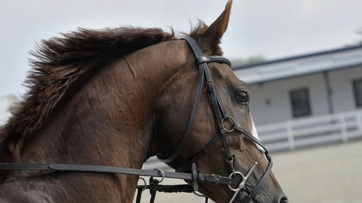 How to Correct a Sour Horse