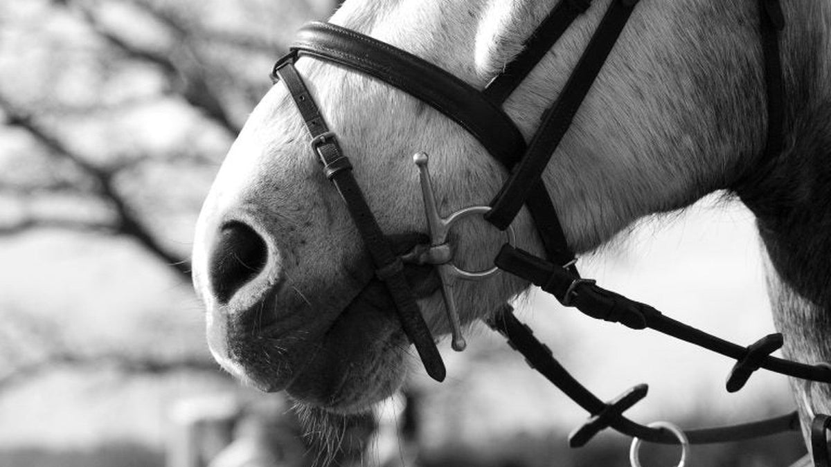 Horse Noseband Types: Cavesson, Flash, Crank, Drop, & More