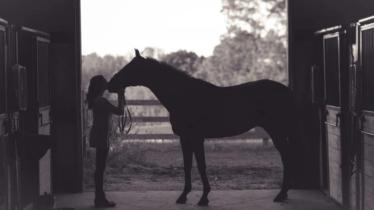 Are You Ready to Buy a Horse? 10 Key Things to Consider
