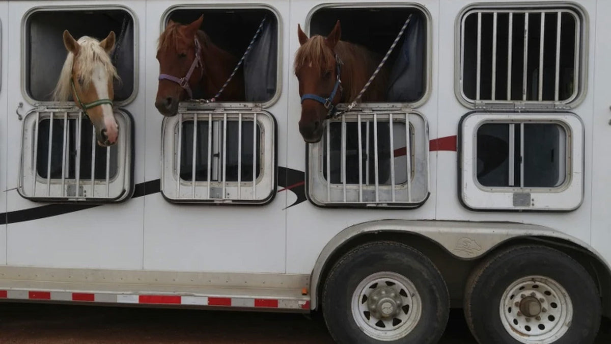 11 Horse Shipping Supplies You Should Have Right Now