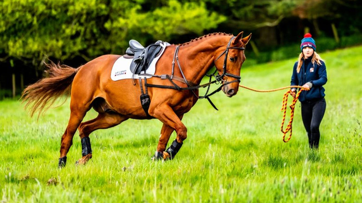 Lunging vs. Riding: Which is Best?
