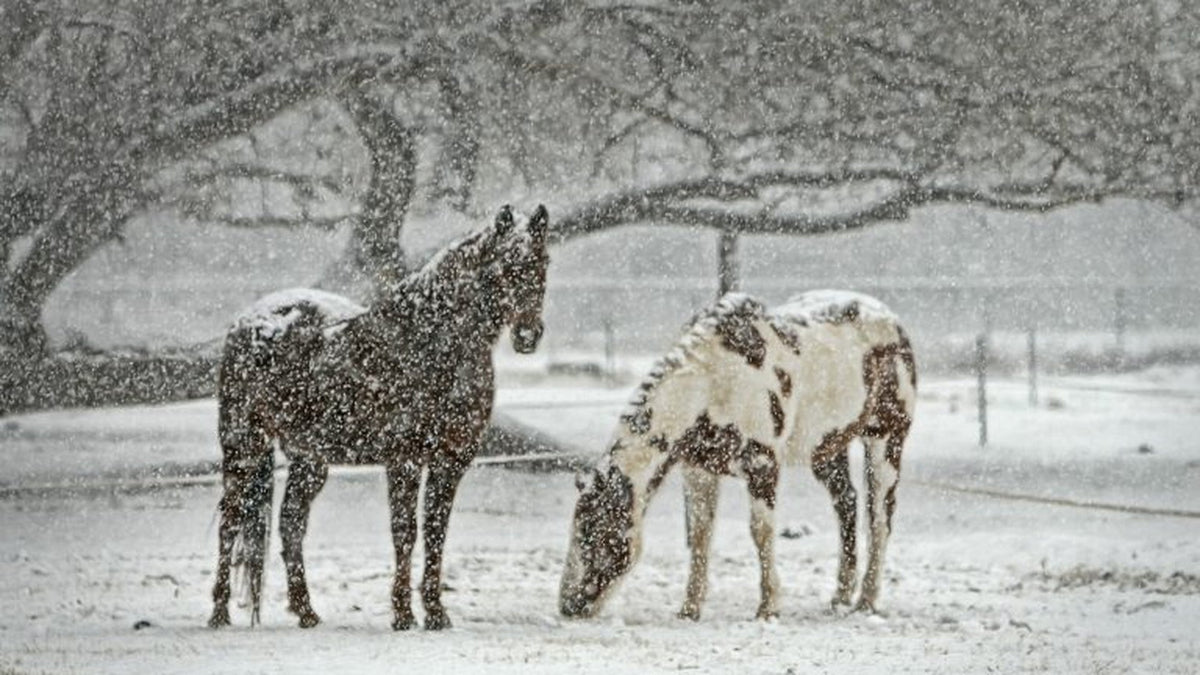 9 Winter Horse Health Problems You Need to Look Out For