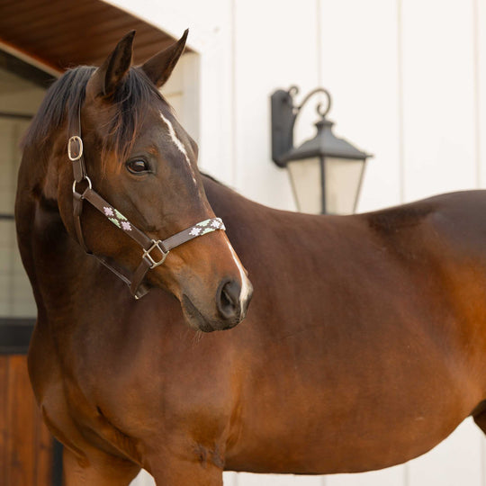Equinavia Siri Polo Leather Halter image 