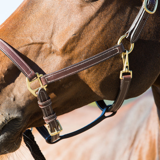 Horze Fremont Leather Horse Halter image 