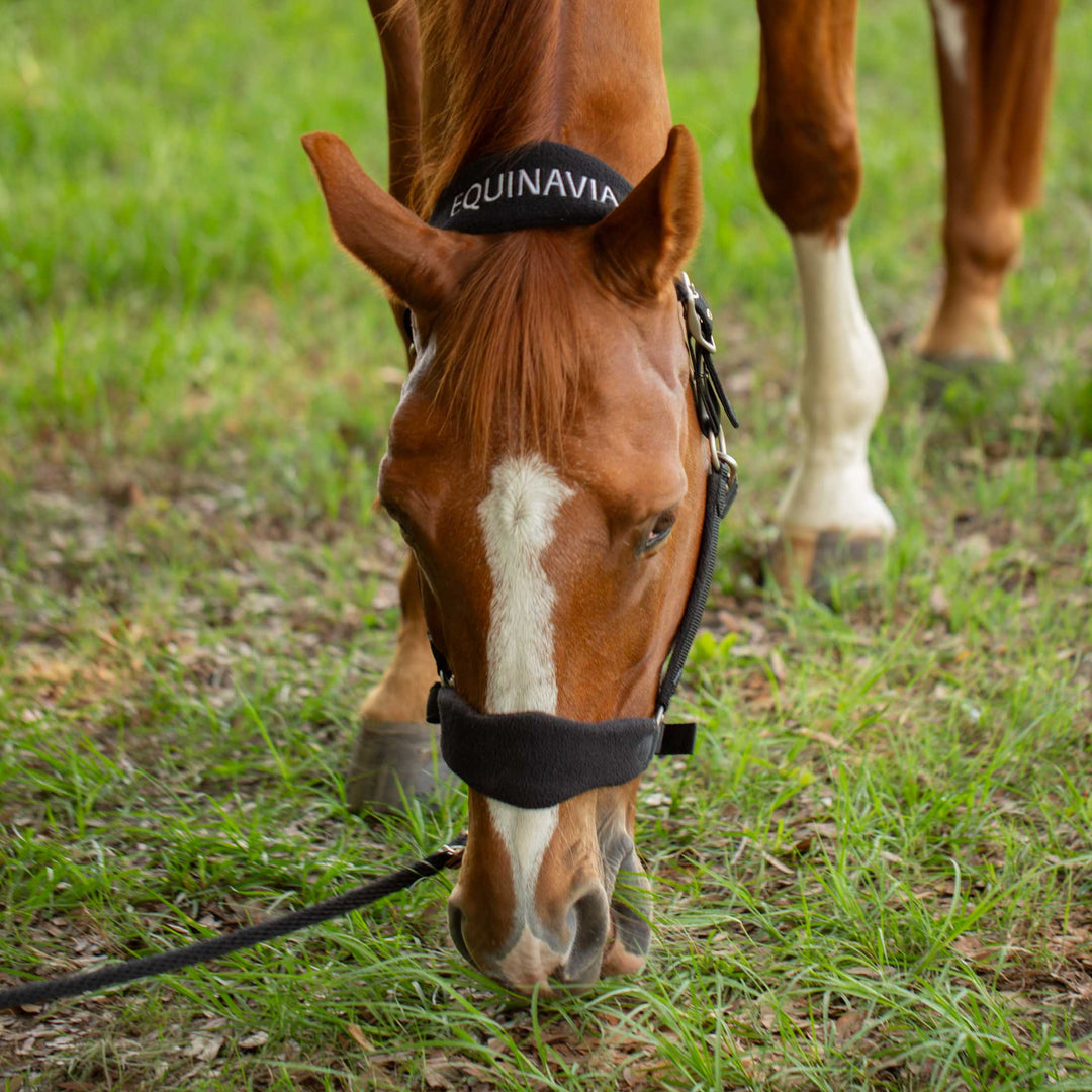 Equinavia Saga Fleece Padded Breakaway Halter image 