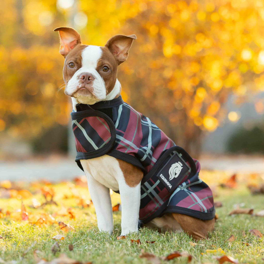 Equinavia Norse Dog Turnout Sheet image 