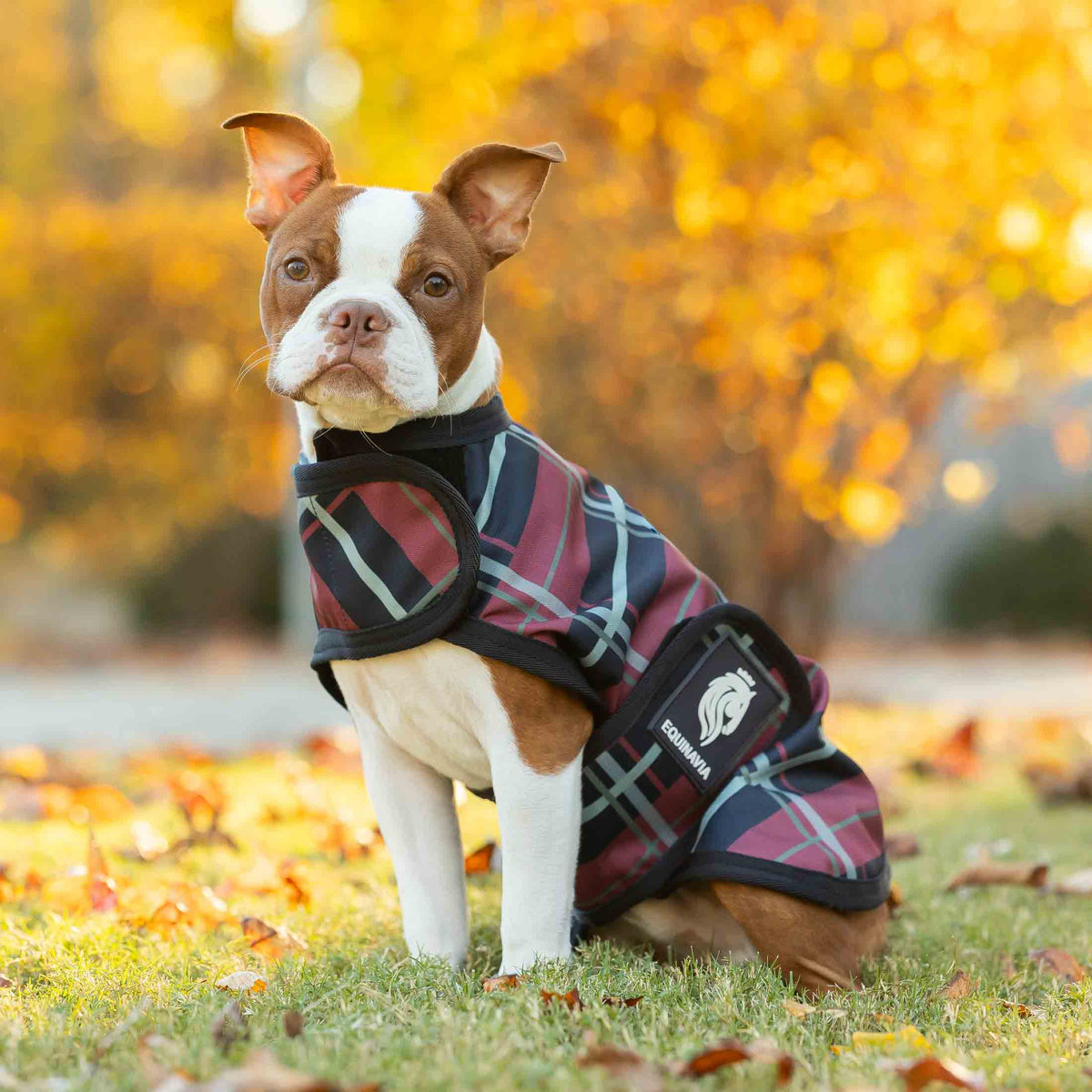 Equinavia Norse Dog Turnout Sheet image #1