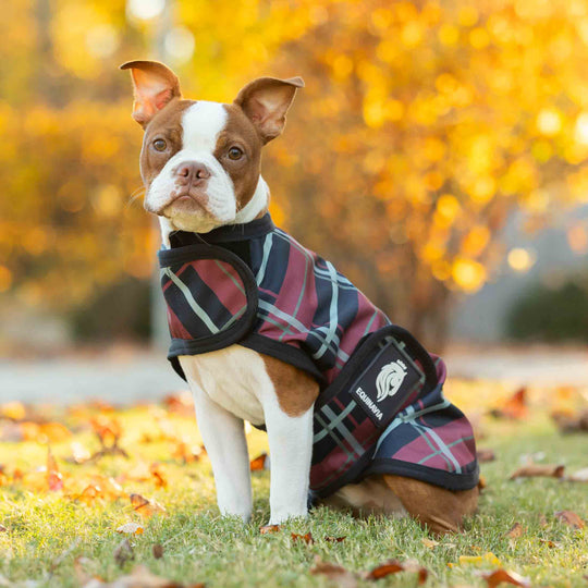 Equinavia Norse Dog Turnout Sheet image 