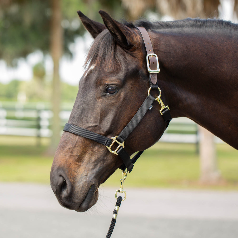Equinavia Jarl Premium Breakaway Halter image #2