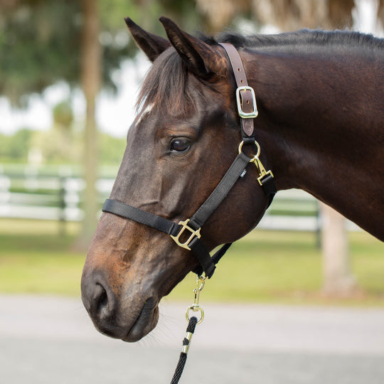 Equinavia Jarl Premium Breakaway Halter image 