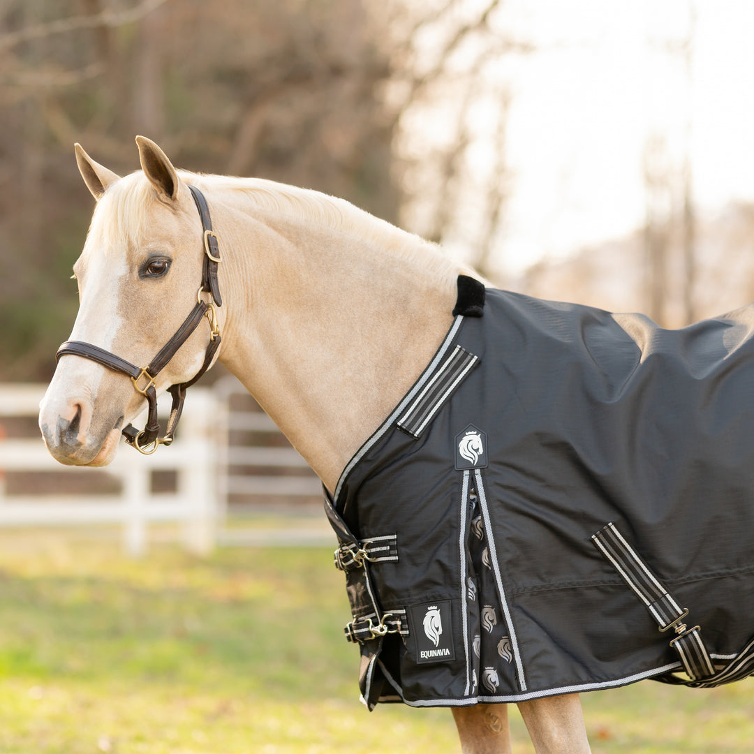 Equinavia Norse Pony Turnout Blanket 100g image 