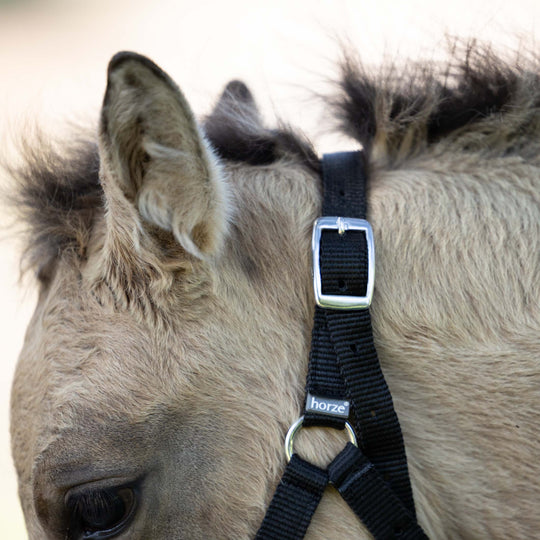 Horze Foal Halter image 