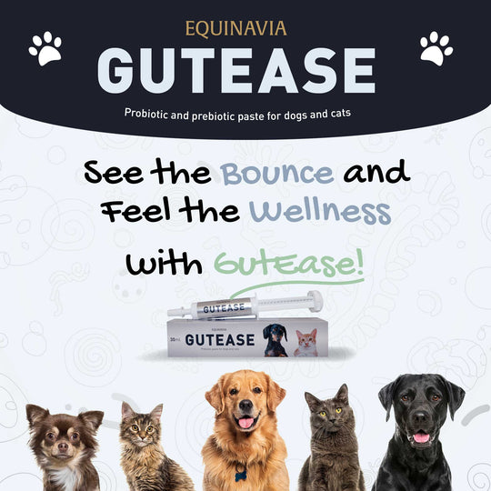 Equinavia GutEase image 
