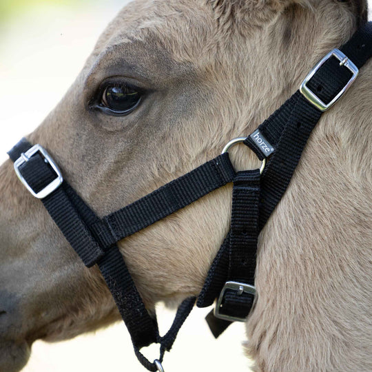 Horze Foal Halter image 