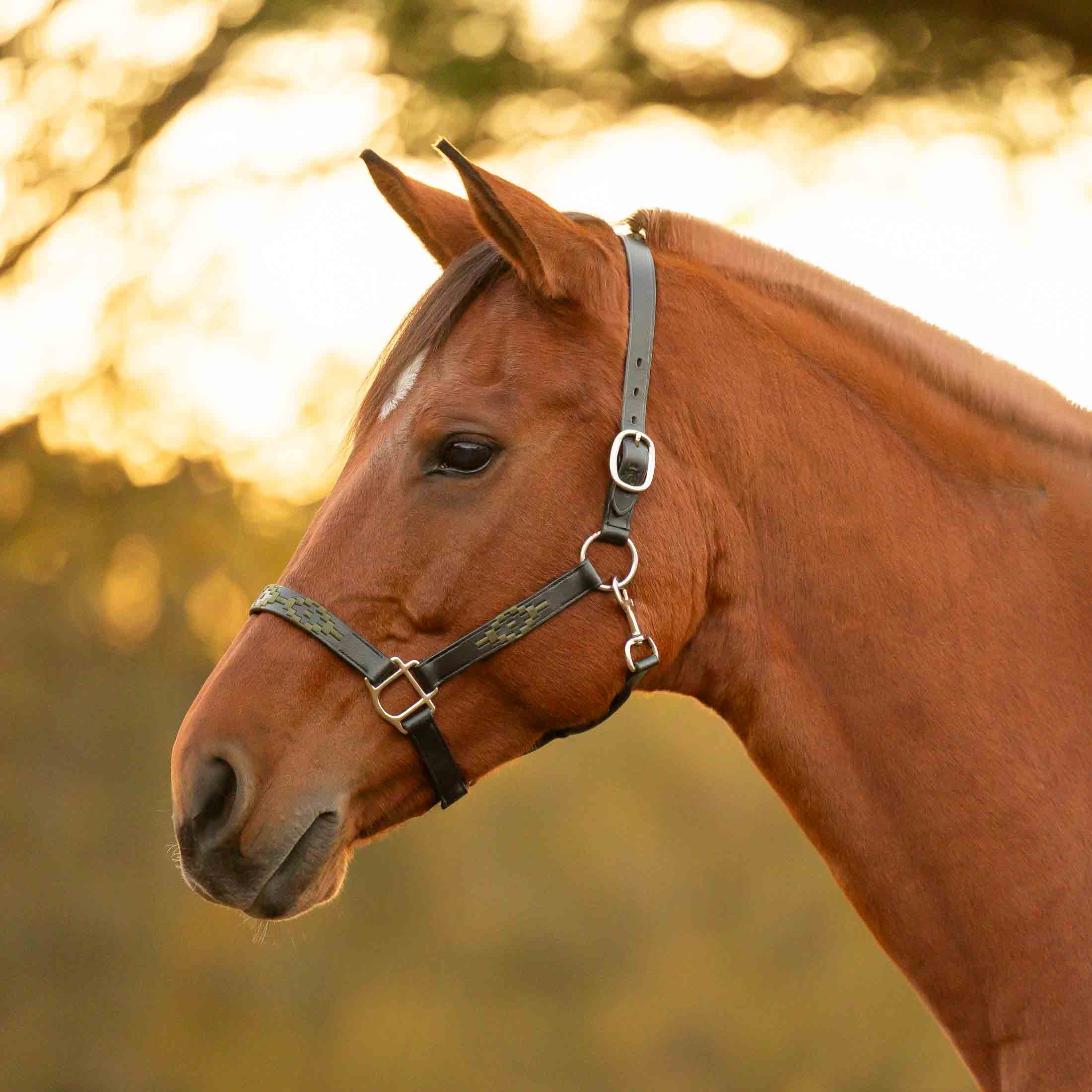 Equinavia Siri Polo Leather Halter image #1