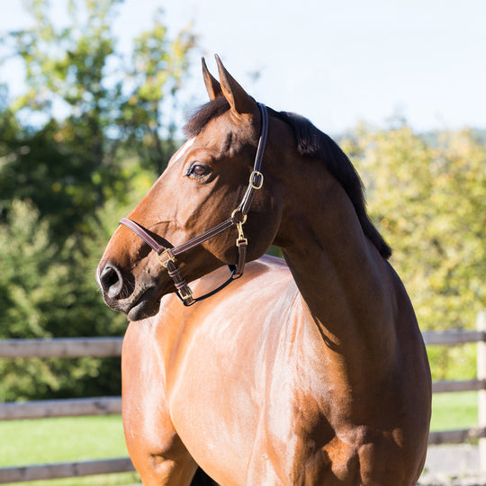 Horze Fremont Leather Horse Halter image 