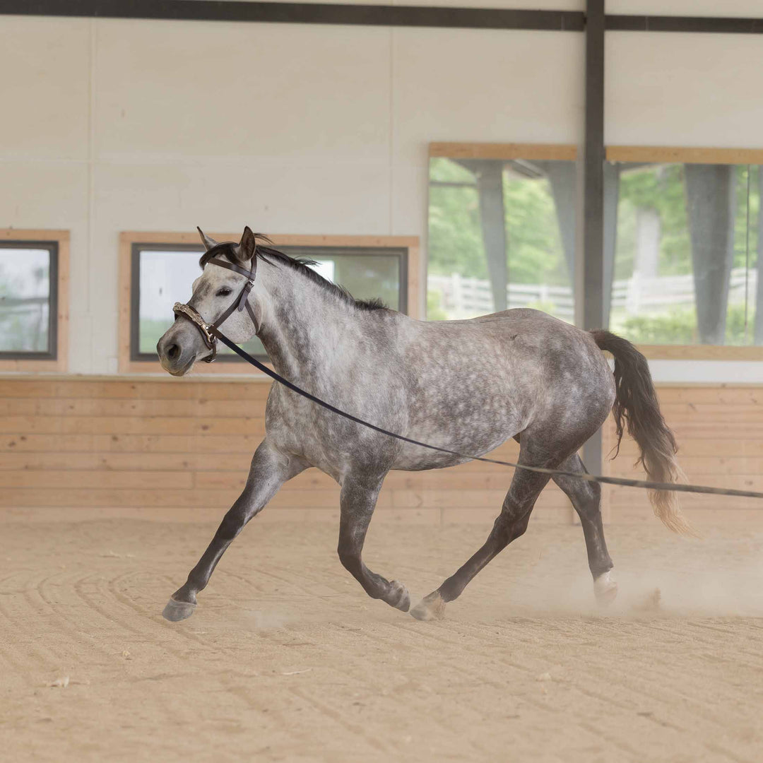 Equinavia Saga Lunge Cavesson image 