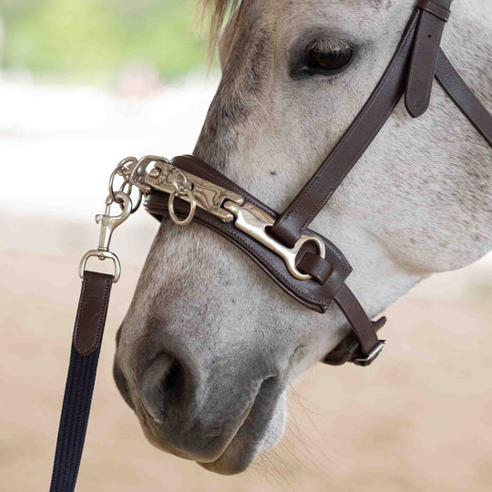 Equinavia Saga Lunge Cavesson image 