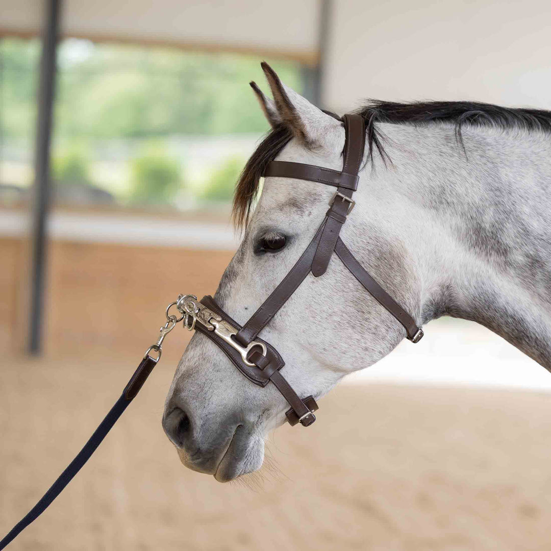 Equinavia Saga Lunge Cavesson image 