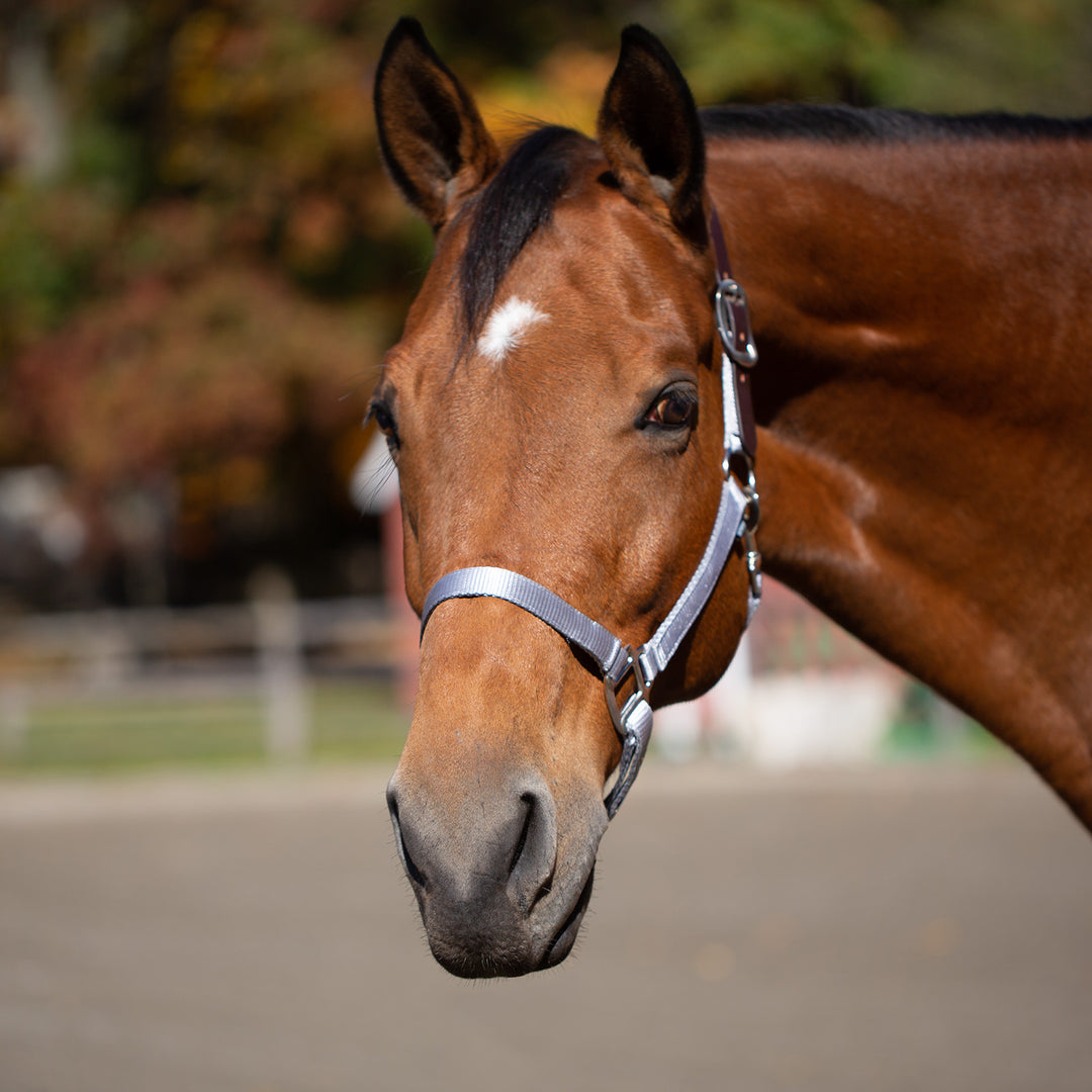 Equinavia Loki Breakaway Halter image 