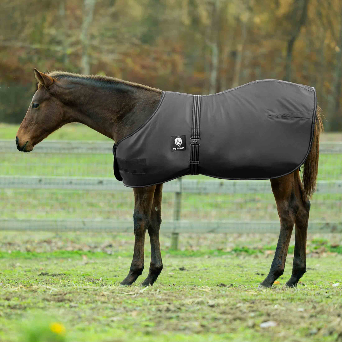 Equinavia Norse Foal Turnout Sheet image #1