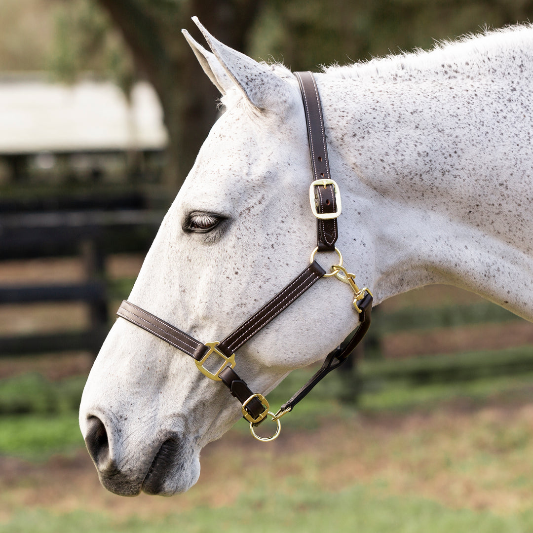 Equinavia Valkyrie Triple Stitched Leather Halter image 