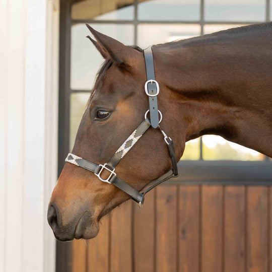 Equinavia Siri Polo Leather Halter image 