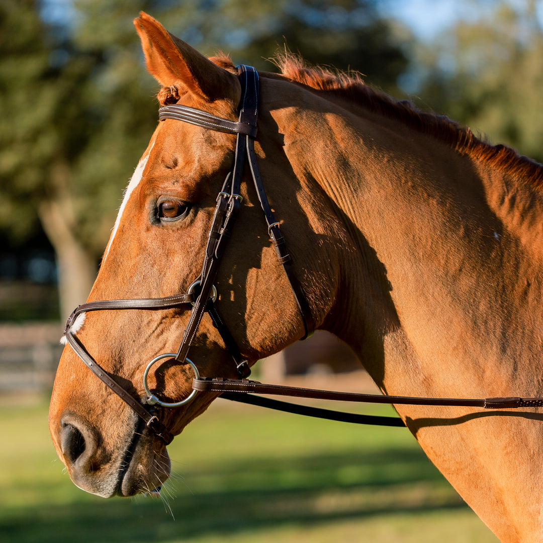 Equinavia Saga Fancy Stitched Figure 8 Bridle &amp; Reins image 
