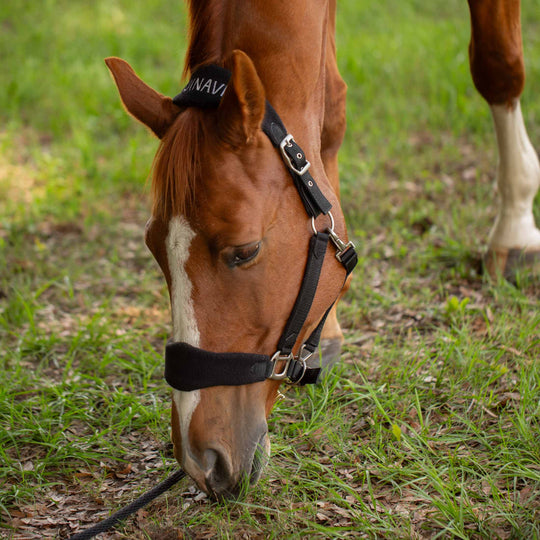 Equinavia Saga Fleece Padded Breakaway Halter image 