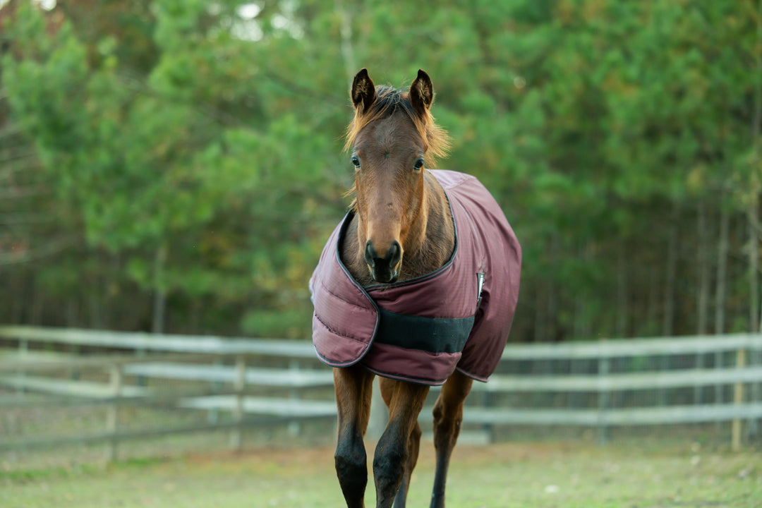 Equinavia Norse Foal Turnout Blanket 200g image 