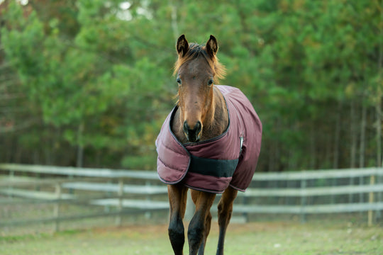 Equinavia Norse Foal Turnout Blanket 200g image 