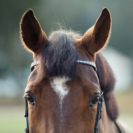 Horze Weston Flash Bridle w/ Reins image 