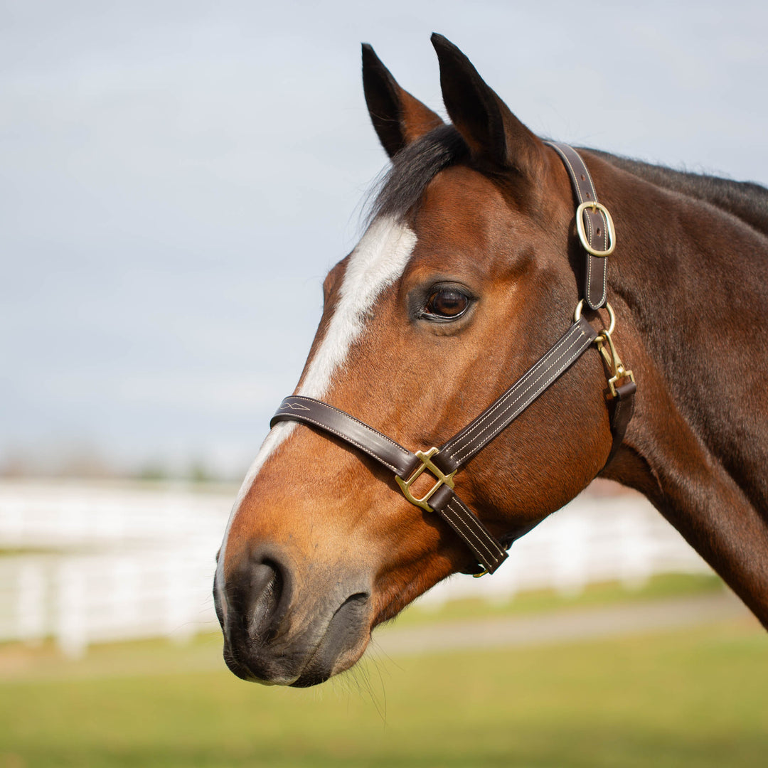 Equinavia Valkyrie Classic Leather Halter image #1