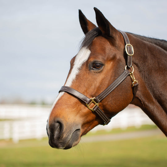 Equinavia Valkyrie Classic Leather Halter image 